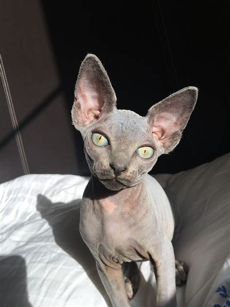 Hairless cat rescue - 11. 12. . "Click here to view Cats in North Carolina for adoption. Individuals & rescue groups can post animals free." - ♥ RESCUE ME! ♥ ۬.